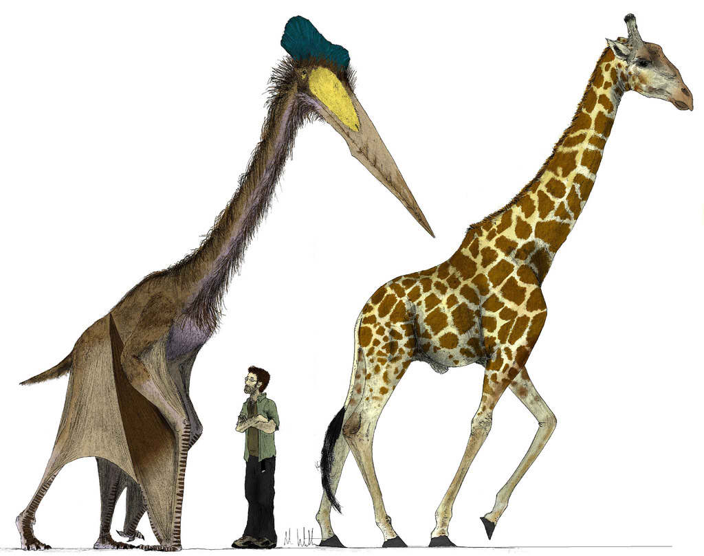 Comparación del reptil volador Hatzegopteryx thambema con una jirafa, el animal más alto de la actualidad.
