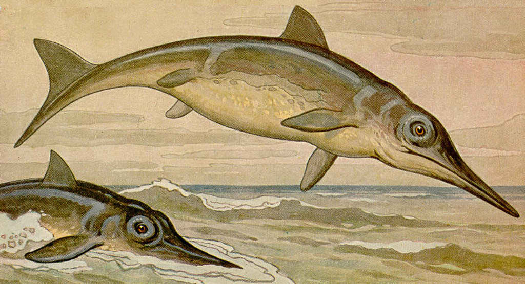 El Ictiosaurio es un extinto g�nero de ictiosaurido del jur�sico temprano, med�an alrededor de 2 metros, eran viviparos (sus cr�as se desarrollaban en el vientre de la hembra), su dieta consist�a en pescado y calamares.