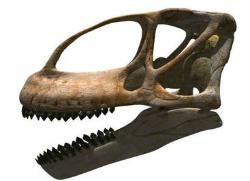 Turiasaurus riodevensis. Medía más de treinta metros y pesaba cuarenta toneladas