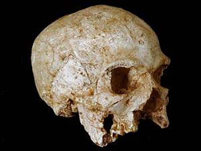 Craneo Hofmeyr encontrado en Africa corrobora la teor�a del origen africano del hombre moderno