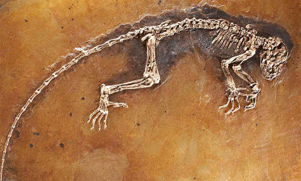 f�sil denominado Ida, corresponde a un mono-lemur y encontrado en un antiguo cr�ter en Alemania