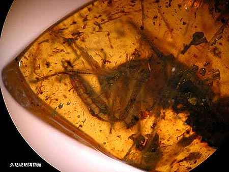Imagen del f�sil de una mantis religiosa de hace 87 millones de a�os encontrado en una placa de �bmar en Jap�n. Foto: Museo de �mbar de Kuji