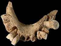 El Homo Antecessor vivió en Europa hace 1,2 millones de años según esta mandíbula hallada.