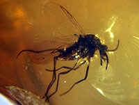 Mosquito chupador sangre atrapado en ámbar, yacimiento de Rábago.