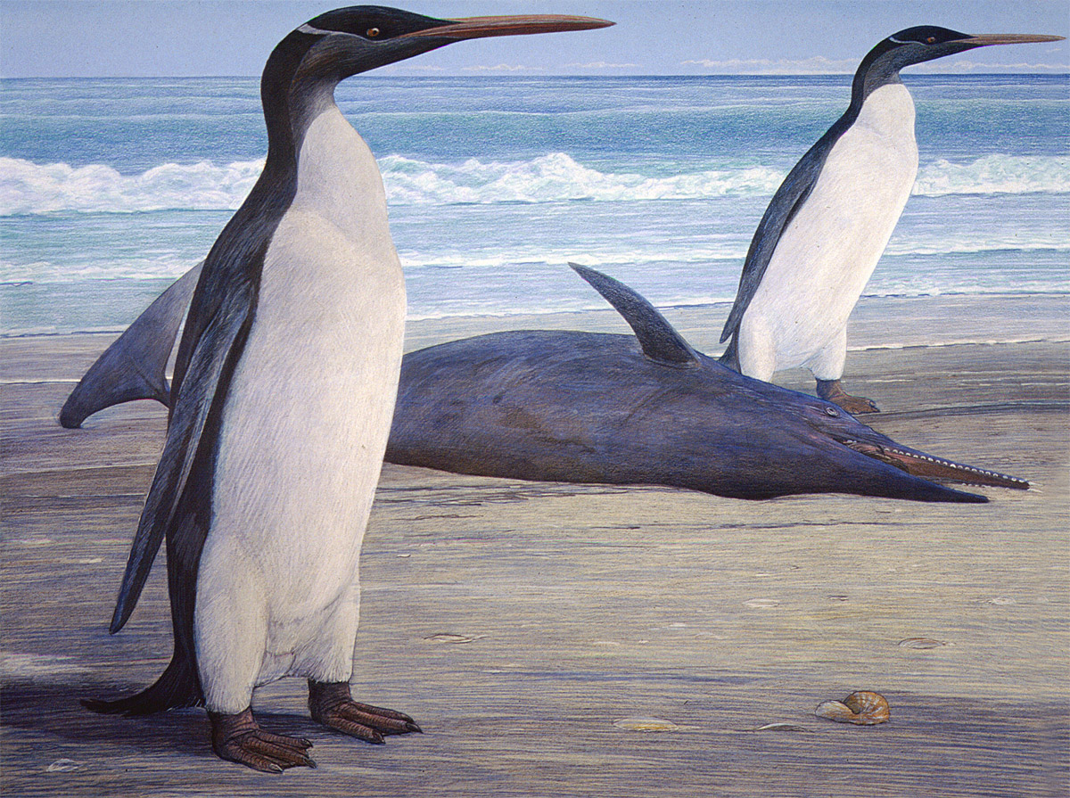 Pingüinos Kairuku hoy extintos caminan en la costa junto a un delfín Waipatia varado en la playa. Ilustración: Chris Gaskin