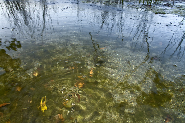 Burbujas de gas volc�nico en la laguna caldera de Laacher See