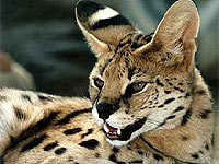 Serval, felino africano del Magreb en peligor de extinción