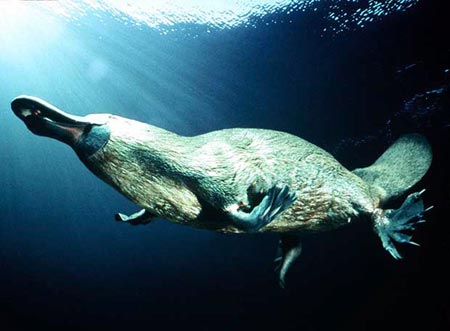 Ornithorhynchus anatinus. El ornitorrinco pasa la mayor parte del tiempo en el agua. Diario El Pa�s.