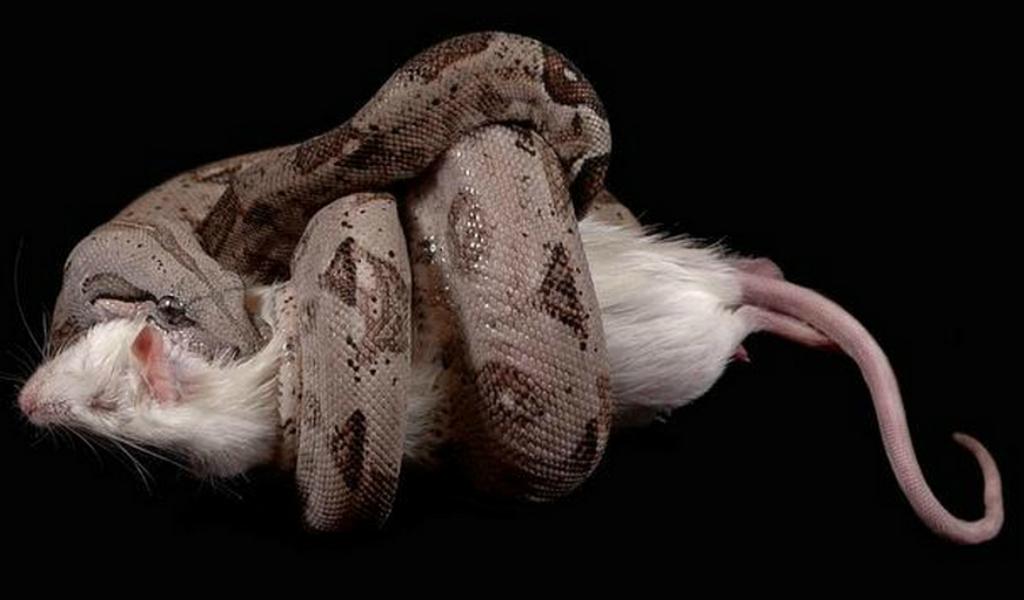Investigadores creen que las serpientes pueden haber desarrollado la habilidad para sentir el corazón de sus presas como una manera de lidiar con los lagartos, que pueden sobrevivir durante horas después de haber sido aplastados.