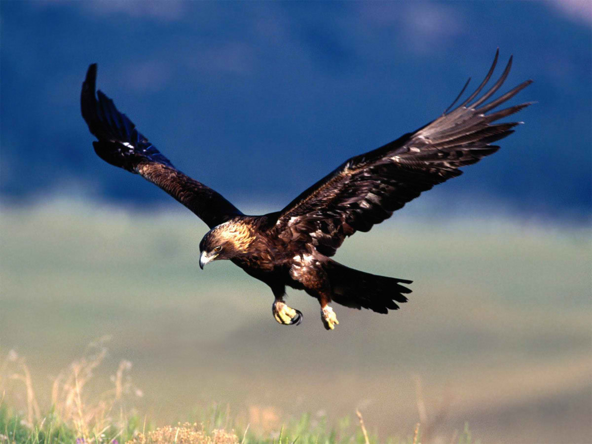 Águila imperial ibérica, una especie amenazada