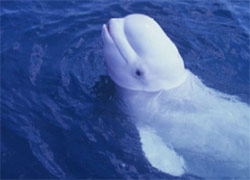 La ballena NOC que imitaba la voz humana