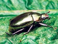 El catso (escarabajo) verde de la cordillera ecuatoriana