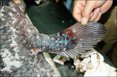 Detalle de una de las patas-aletas del celacanto, un raro pez prehist�rico hallado por un pescador indonesio, el 27 de junio.