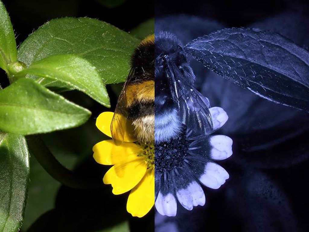 Diferencia de c�mo percibimos nosotros los colores y c�mo lo hacen las abejas. Foto: Klaus Schmitt