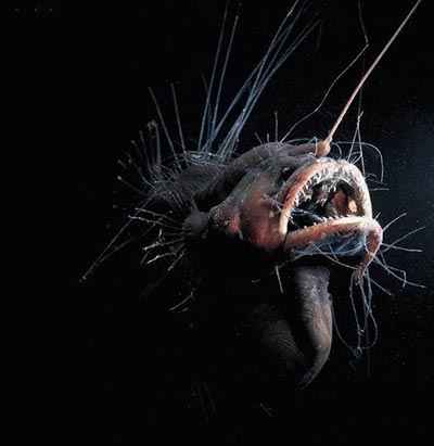 Caulophryne jordani. Horrible pero fascinante criatura de las profundidades abisales de los océanos. Bonito ejemplar para protagonizar una pesadilla