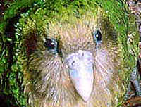 Loro kakapo