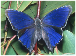 Mariposa lycaenidae