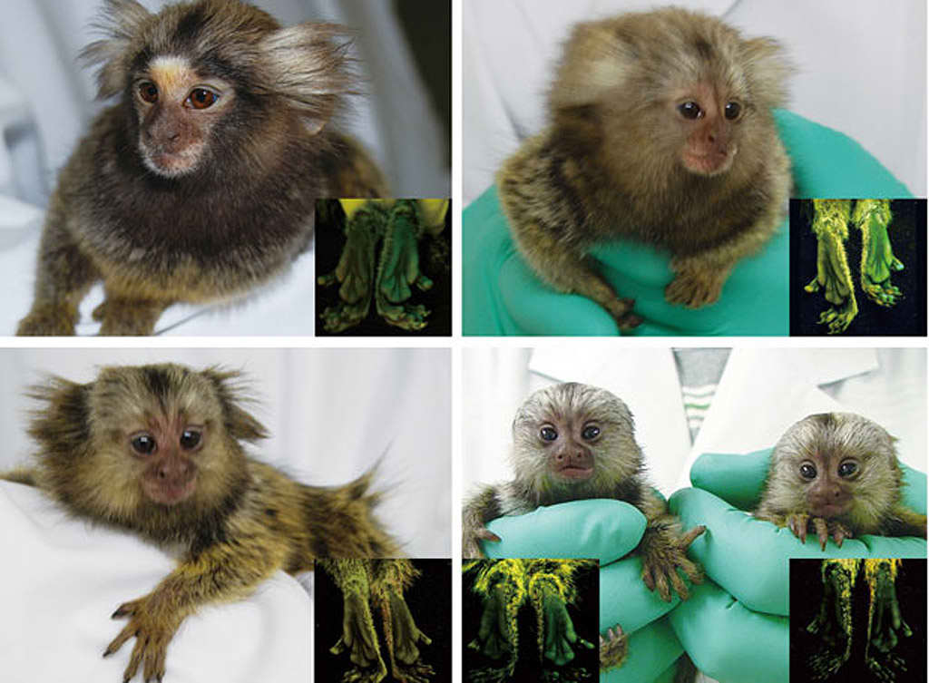 La primera estirpe de monos transg�nicos. Foto: Erika Sasaki Et al