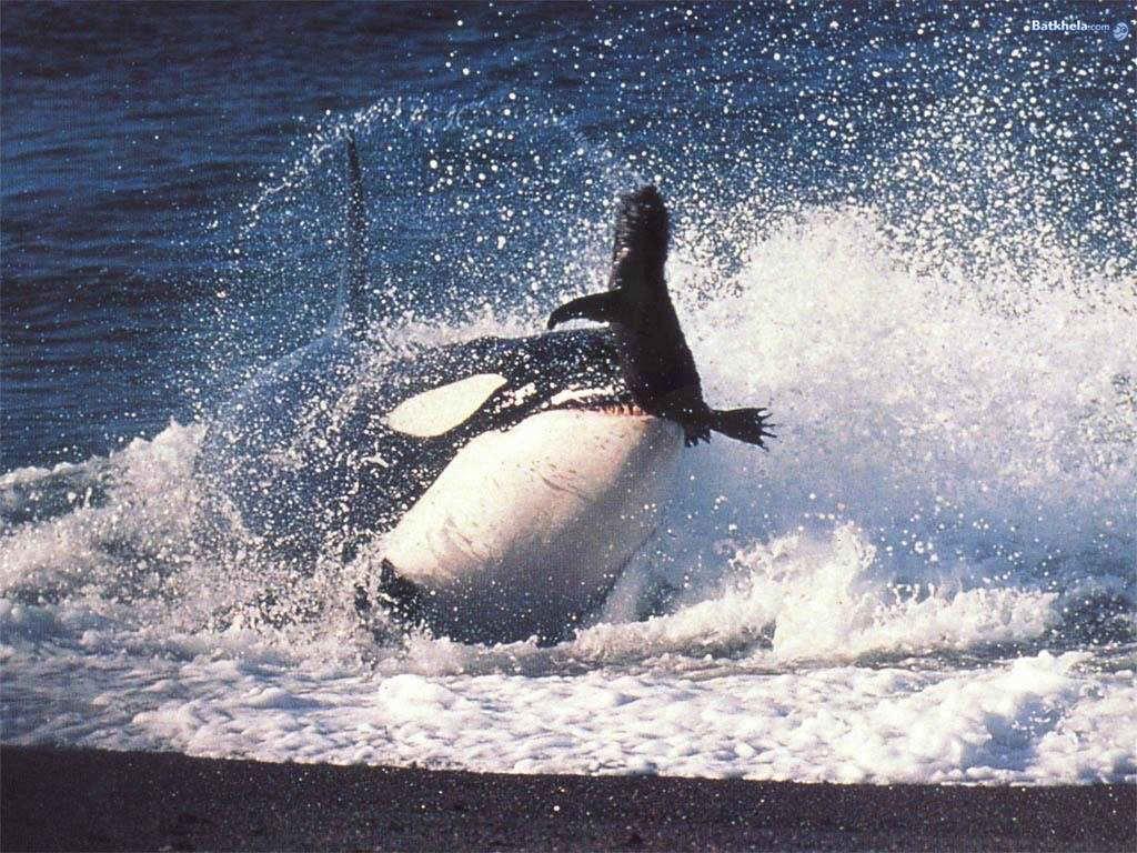 Las orcas tienen una dieta variada de varios tipos de vertebrados como peces de cardumen, rayas y escualos como tiburones (blancos incluídos), mamíferos marinos, aves costeras, tortugas marinas. Pero extrañamente no atacan al hombre