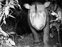 Rinoceronte de Borneo subespecie del de Sumatra