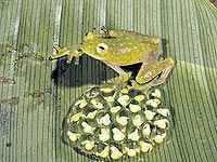 Sapo de la familia Centrolenidae, conocidos como ranas de cristal.