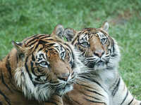 Tigres de Sumatra.