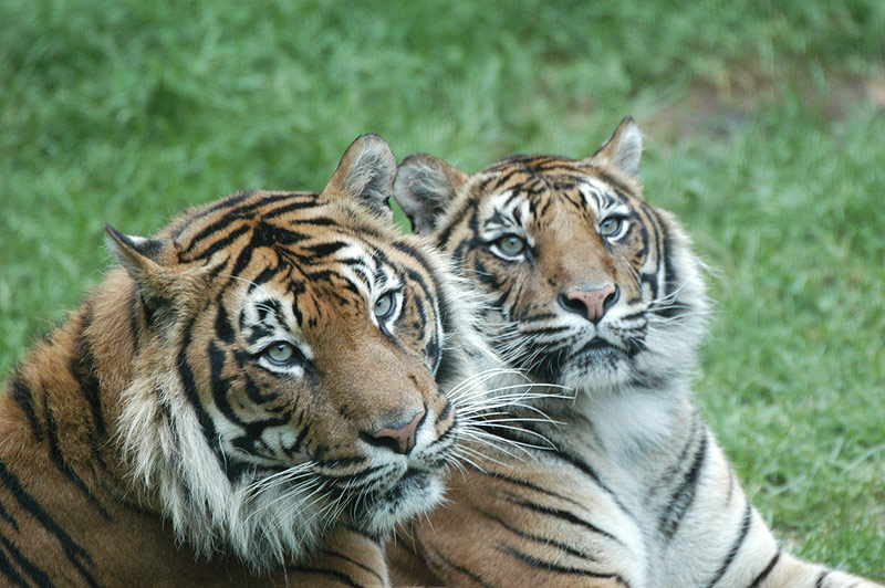 El tigre de Sumatra